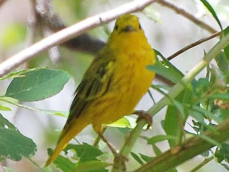 Yellow Warbler (Dendroica petechia)