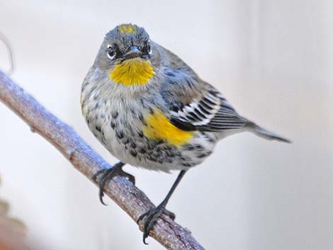 Audubon's Yellow-rumped Warbler (Dendroica coronata auduboni)