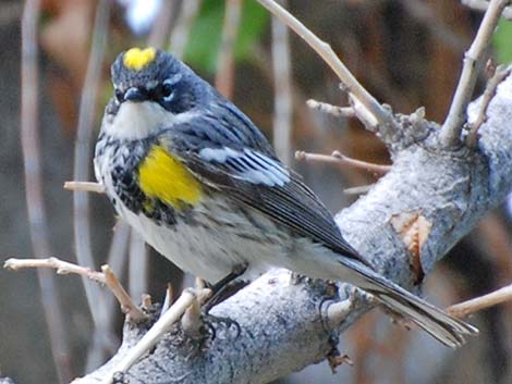 Myrtle Yellow-rumped Warbler (Dendroica coronata coronata)