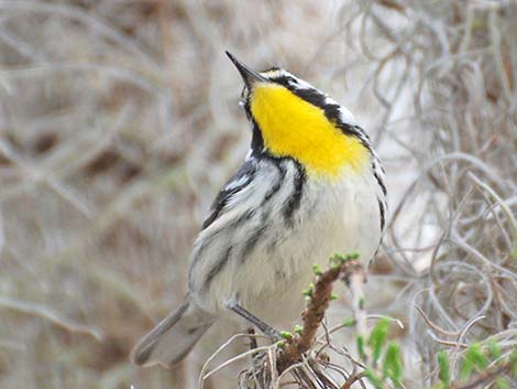 Yellow-throated Warbler (Setophaga dominica)