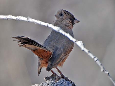 Abert's Towhee (Melozone aberti)