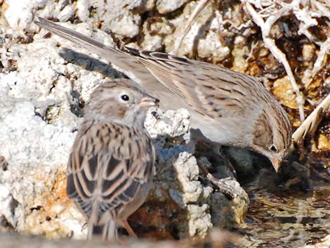 Brewer's Sparrow (Spizella breweri)