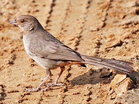 California Towhee (Pipilo crissalis)