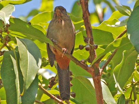 California Towhee (Pipilo crissalis)