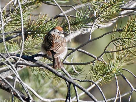 Chipping Sparrow (Spizella passerina)