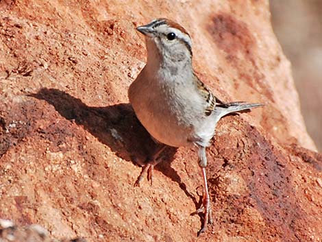 Chipping Sparrow (Spizella passerina)