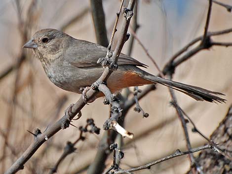 Canyon Towhee (Pipilo fuscus)