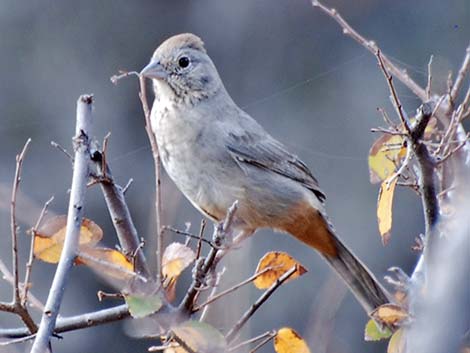 Canyon Towhee (Pipilo fuscus)