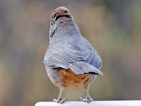 Canyon Towhee (Pipilo fuscus)