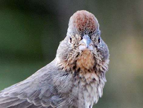 Canyon Towhee (Pipilo fuscus)