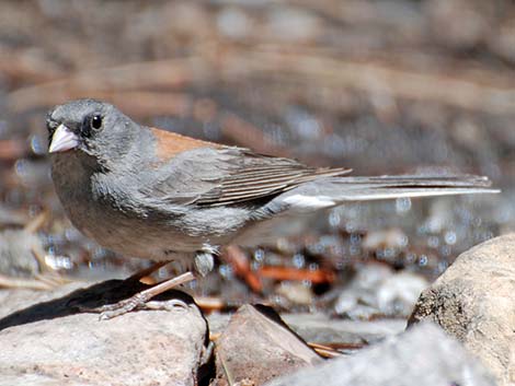 Dark-eyed Junco (Junco hyemalis)