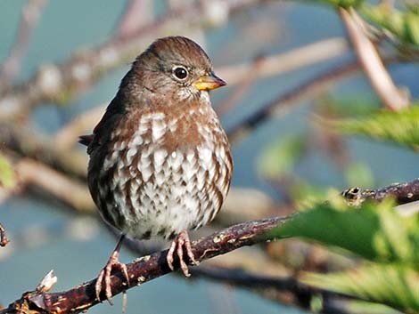 Fox Sparrow (Passerella iliaca)