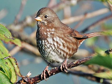 Fox Sparrow (Passerella iliaca)