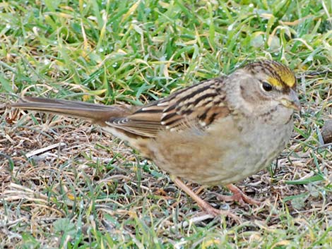 Golden-crowned Sparrow (Zonotrichia atricapilla)