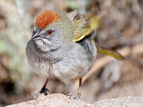 Green-tailed Towhee (Pipilo chlorurus)