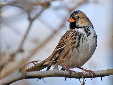 Harris's Sparrow (Zonotrichia querula)