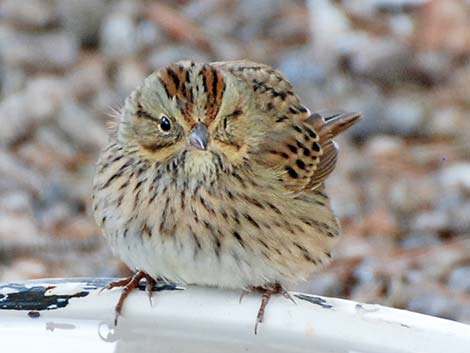 Lincoln's Sparrow (Melospiza lincolnii)