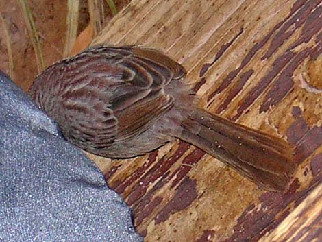 Rufous-crowned Sparrow (Aimophila ruficeps)