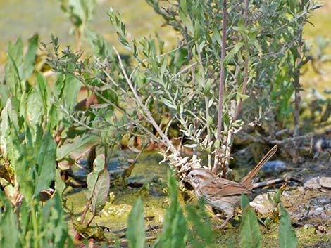 Song Sparrow (Melospiza melodia)