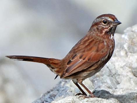 Song Sparrow (Melospiza melodia)