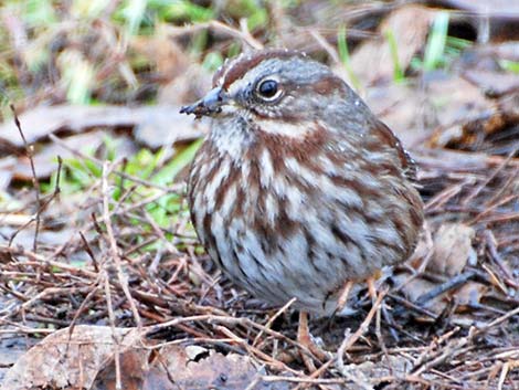 Song Sparrow (Melospiza melodia)