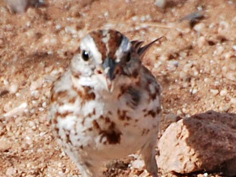 Song Sparrow (Melospiza melodia)