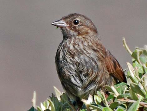 Song Sparrow (Melospiza melodia)