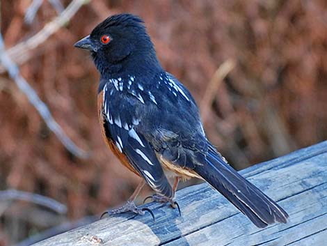 Spotted Towhee (Pipilo maculatus)