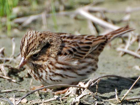 Savannah Sparrow (Passerculus sandwichensis)