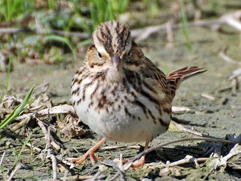 Savannah Sparrow (Passerculus sandwichensis)