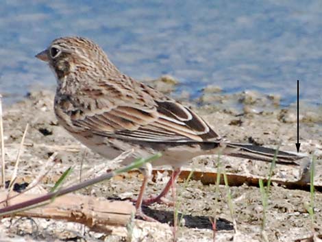 Vesper Sparrow (Pooecetes gramineus)