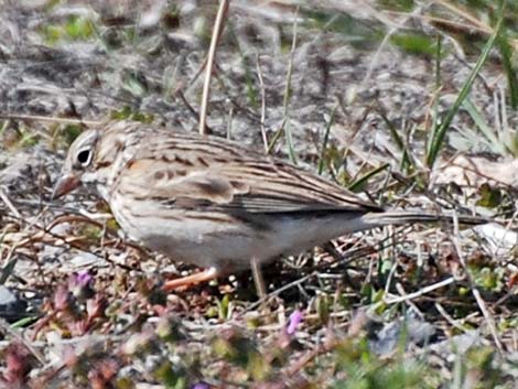 Vesper Sparrow (Pooecetes gramineus)