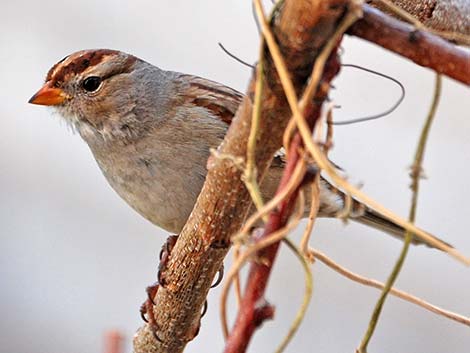 White-crowned Sparrow (Zonotrichia leucophrys)