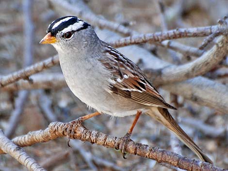 Passeriformes - Songbirds