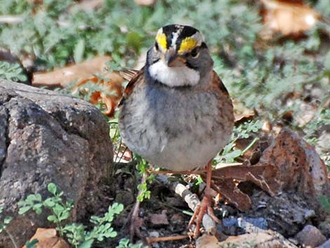 White-throated Sparrow (Zonotrichia albicollis)