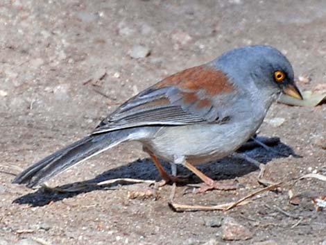 Yellow-eyed Junco (Junco phaeonotus)