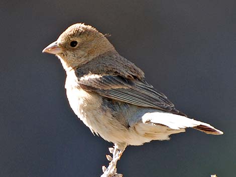 Lazuli Bunting (Passerina amoena)