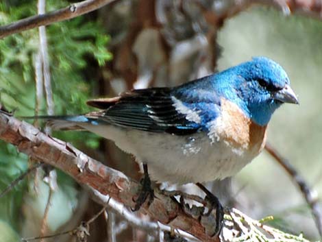 Lazuli Bunting (Passerina amoena)