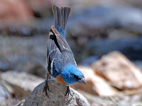 Lazuli Bunting (Passerina amoena)