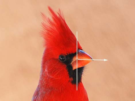 Northern Cardinal (Cardinalis cardinalis)