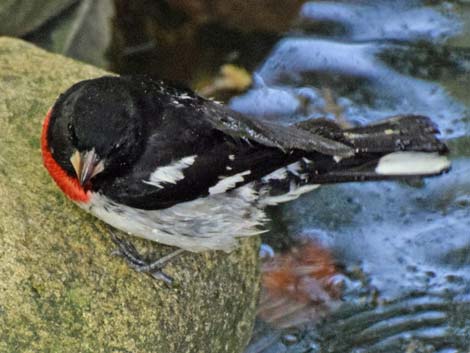 Rose-breasted Grosbeak (Pheucticus ludovicianus)