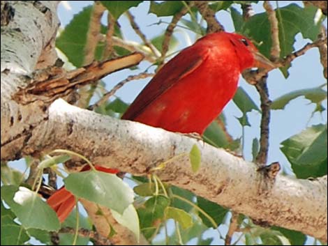 Summer Tanager (Piranga rubra)