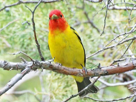 Western Tanager (Piranga ludoviciana)