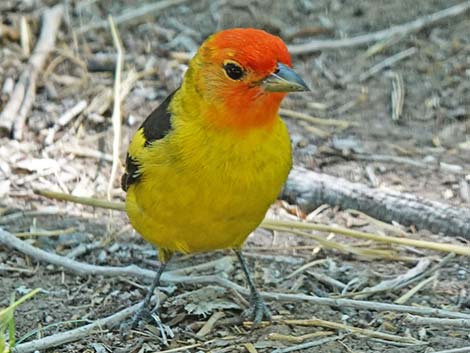 Western Tanager (Piranga ludoviciana)