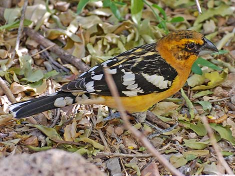 Yellow Grosbeak (Pheucticus chrysopeplus)