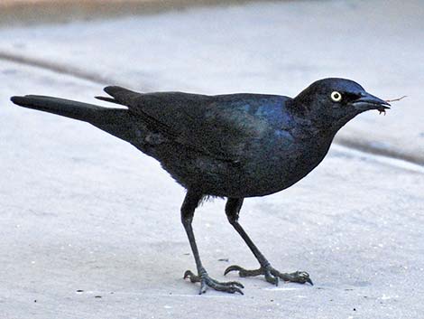 Brewer's Blackbird (Euphagus cyanocephalus)