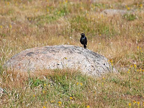 Brewer's Blackbird (Euphagus cyanocephalus)