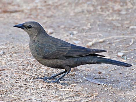 Brewer's Blackbird (Euphagus cyanocephalus)