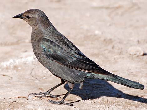 Brewer's Blackbird (Euphagus cyanocephalus)