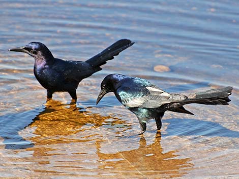 Boat-tailed Grackle (Quiscalus major)